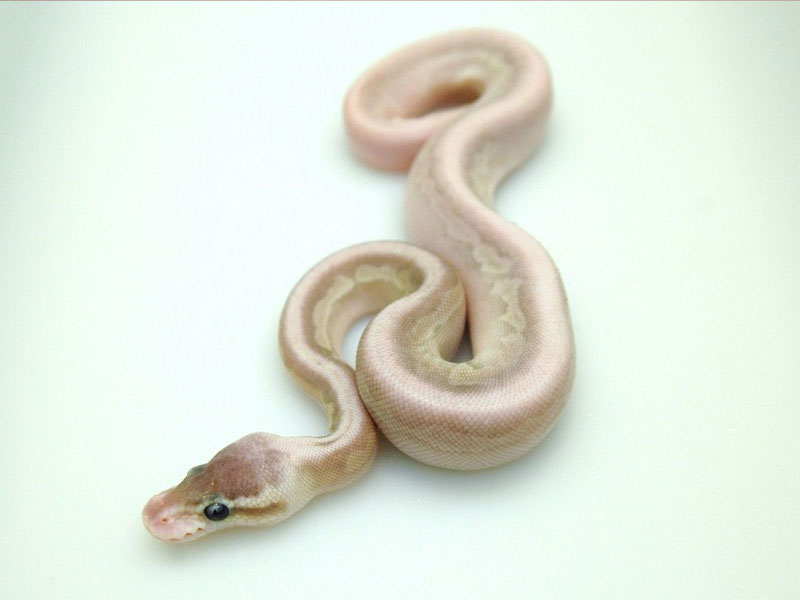 Gargoyle Lesser Pastel