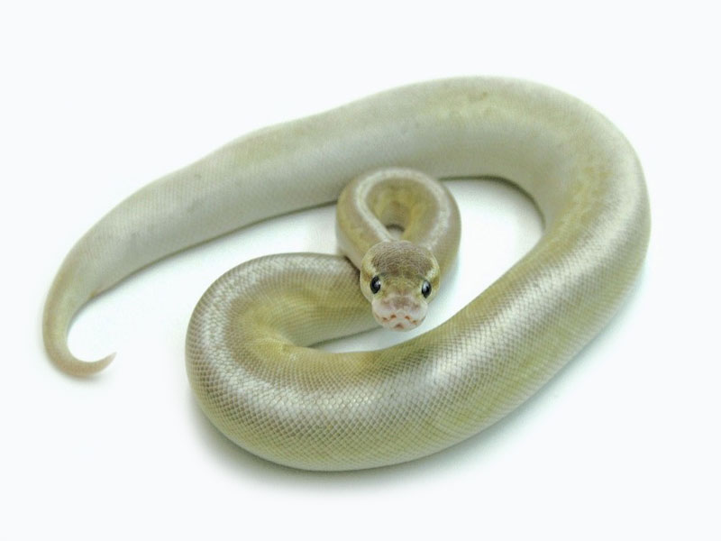 Gargoyle Lesser Pastel