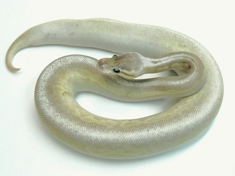 Gargoyle Lesser Pastel