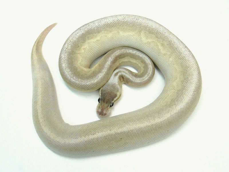 Gargoyle Lesser Pastel