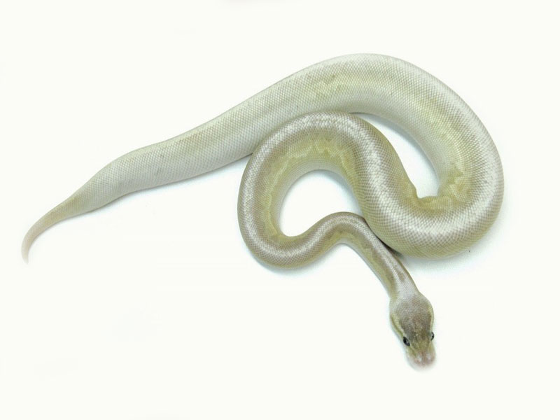 Gargoyle Lesser Pastel