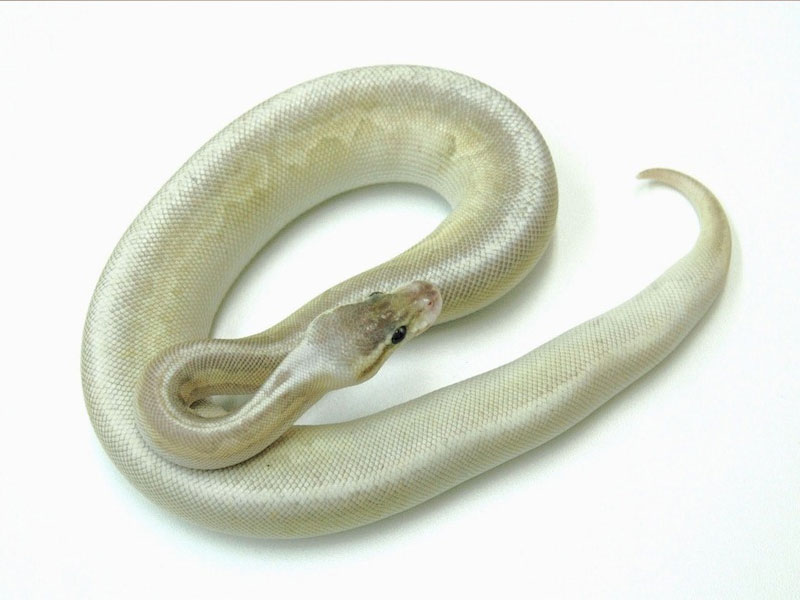 Gargoyle Lesser Pastel