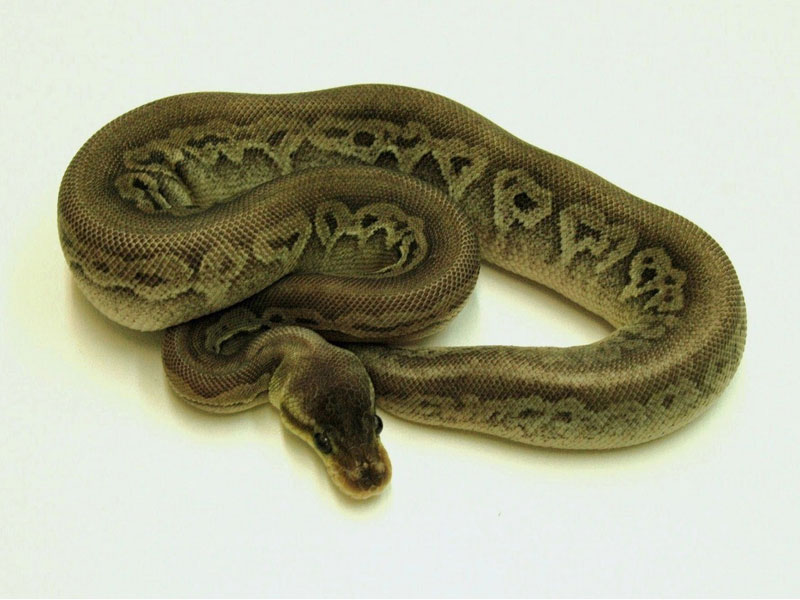 Gargoyle Lesser