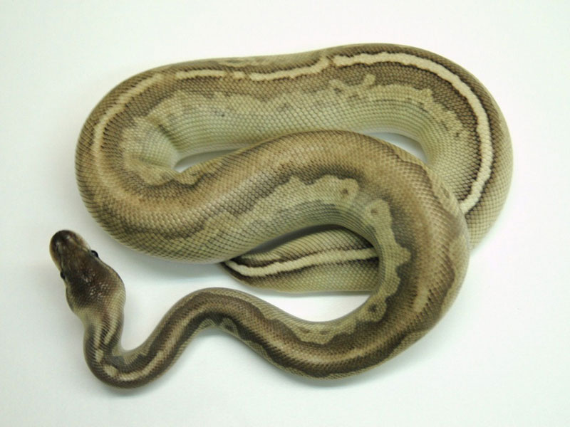 Gargoyle Lesser