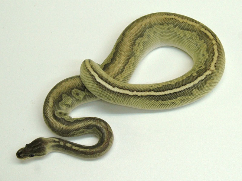 Gargoyle Lesser