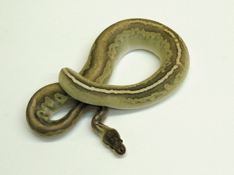 Gargoyle Lesser