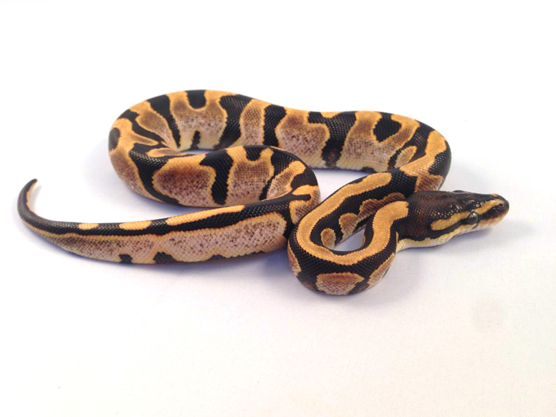 Genetic Banded Calico