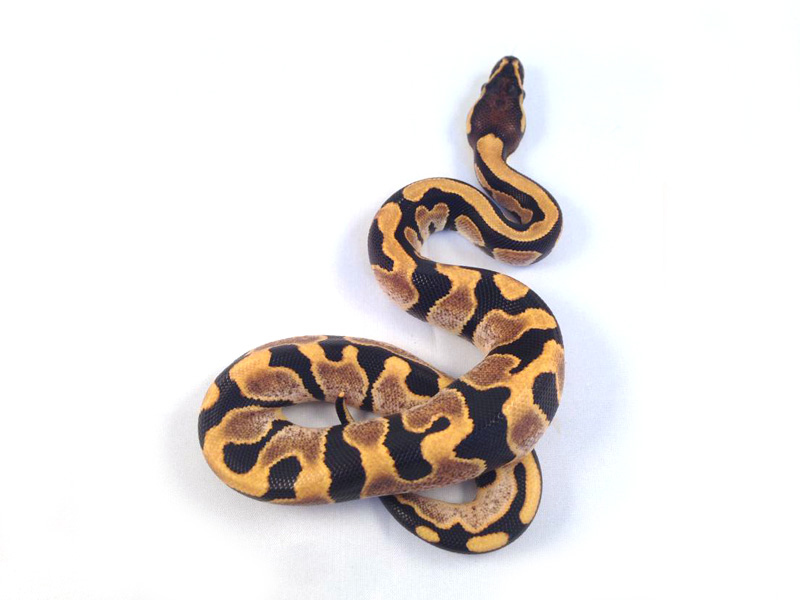 Genetic Banded Calico