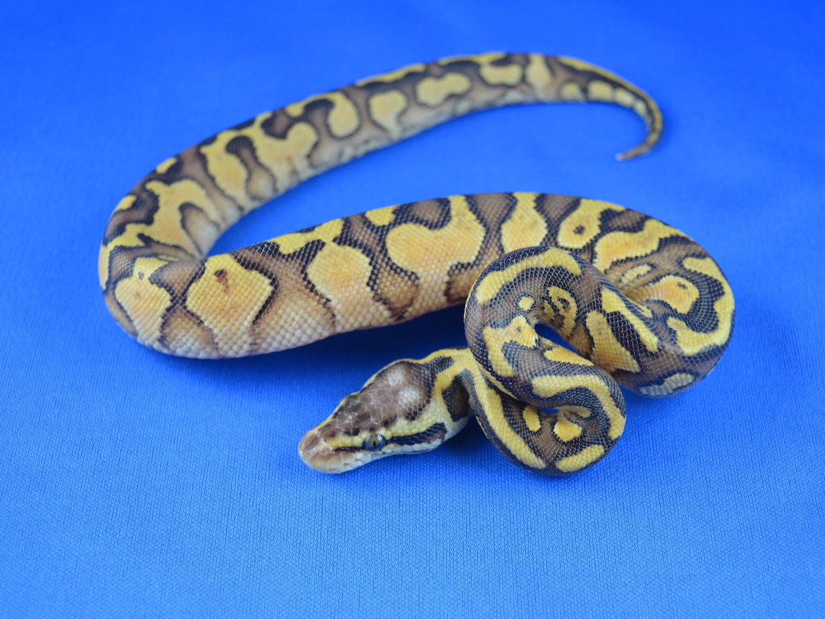 Genetic Banded Pastel Russo Het Leucistic Yellow Belly