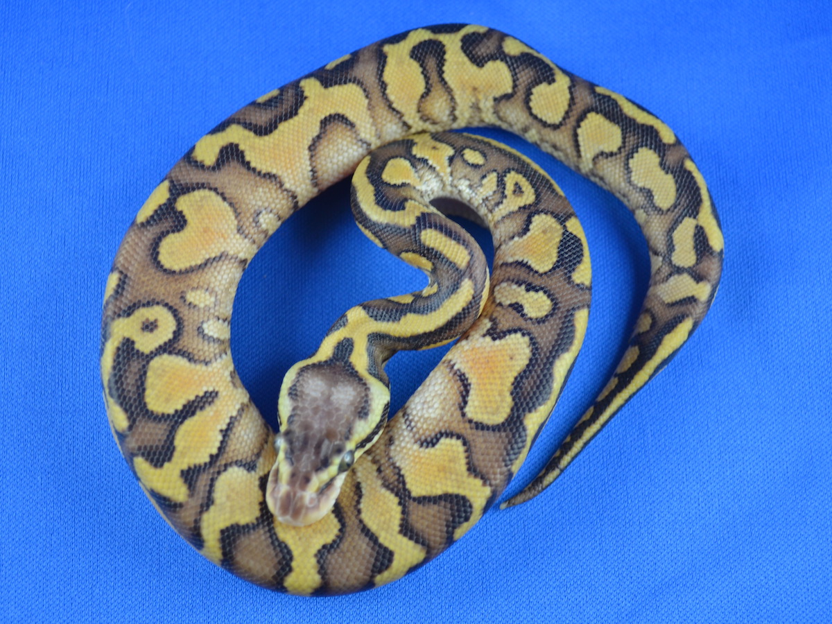 Genetic Banded Pastel Russo Het Leucistic Yellow Belly