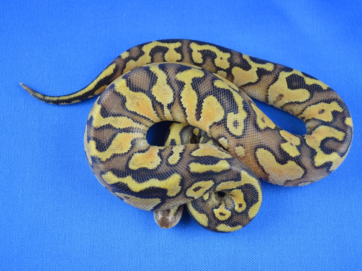 Genetic Banded Pastel Russo Het Leucistic Yellow Belly