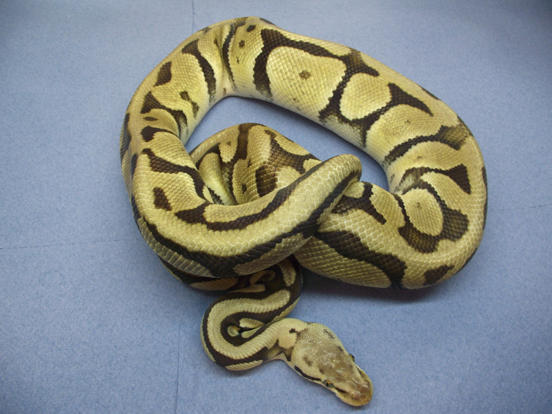 Genetic Banded Pastel