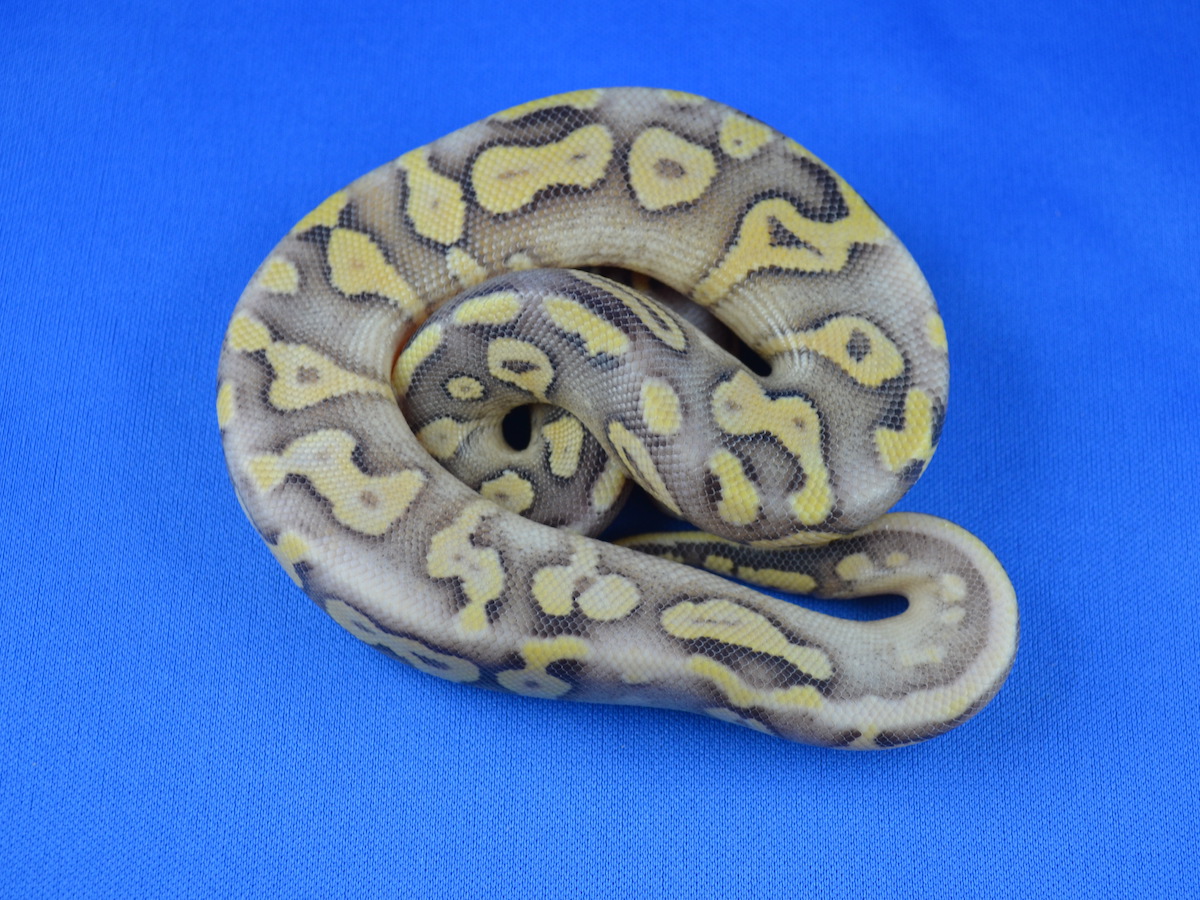 Genetic Banded Phantom Super Pastel Yellow Belly