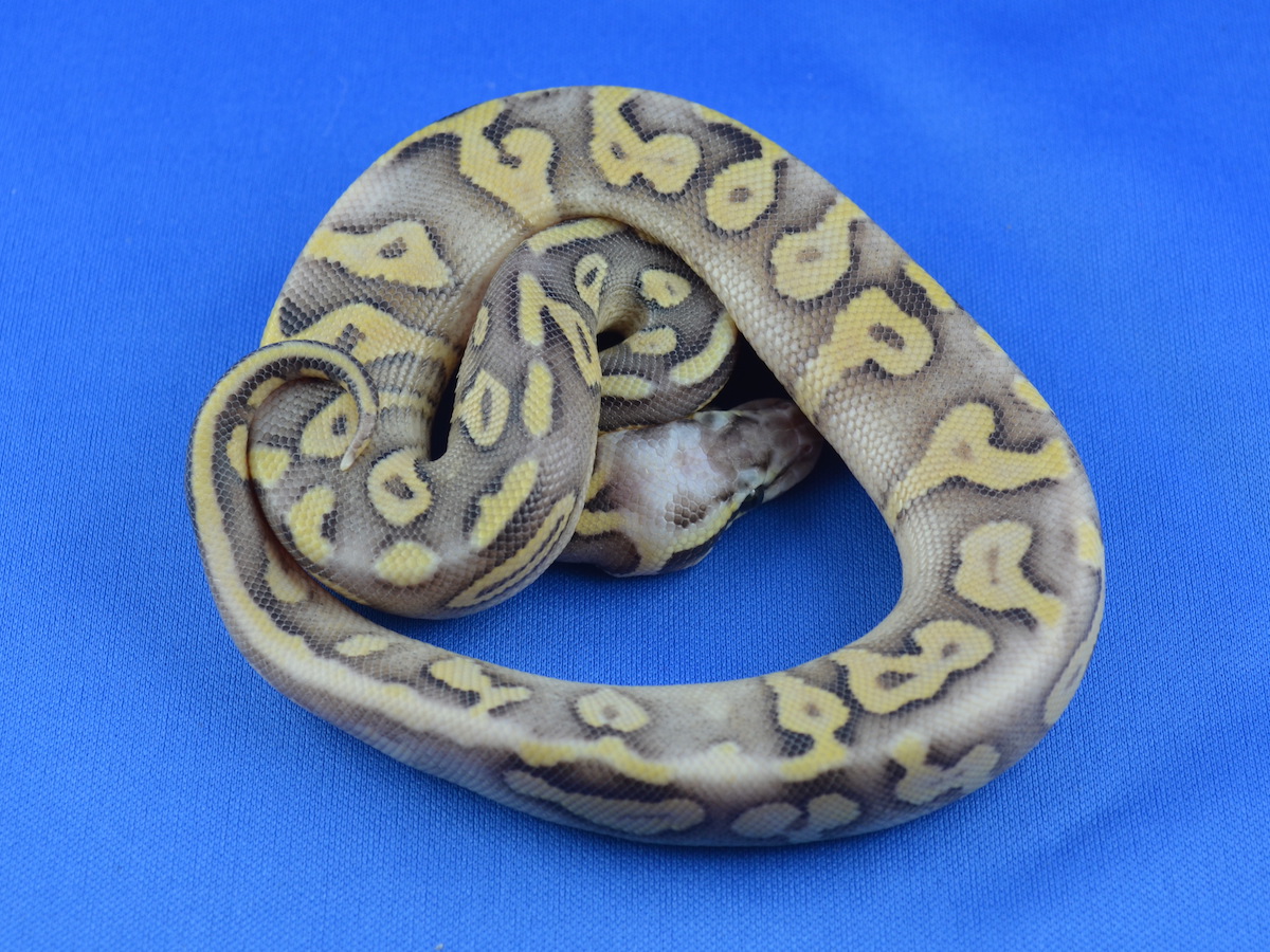 Genetic Banded Phantom Super Pastel Yellow Belly