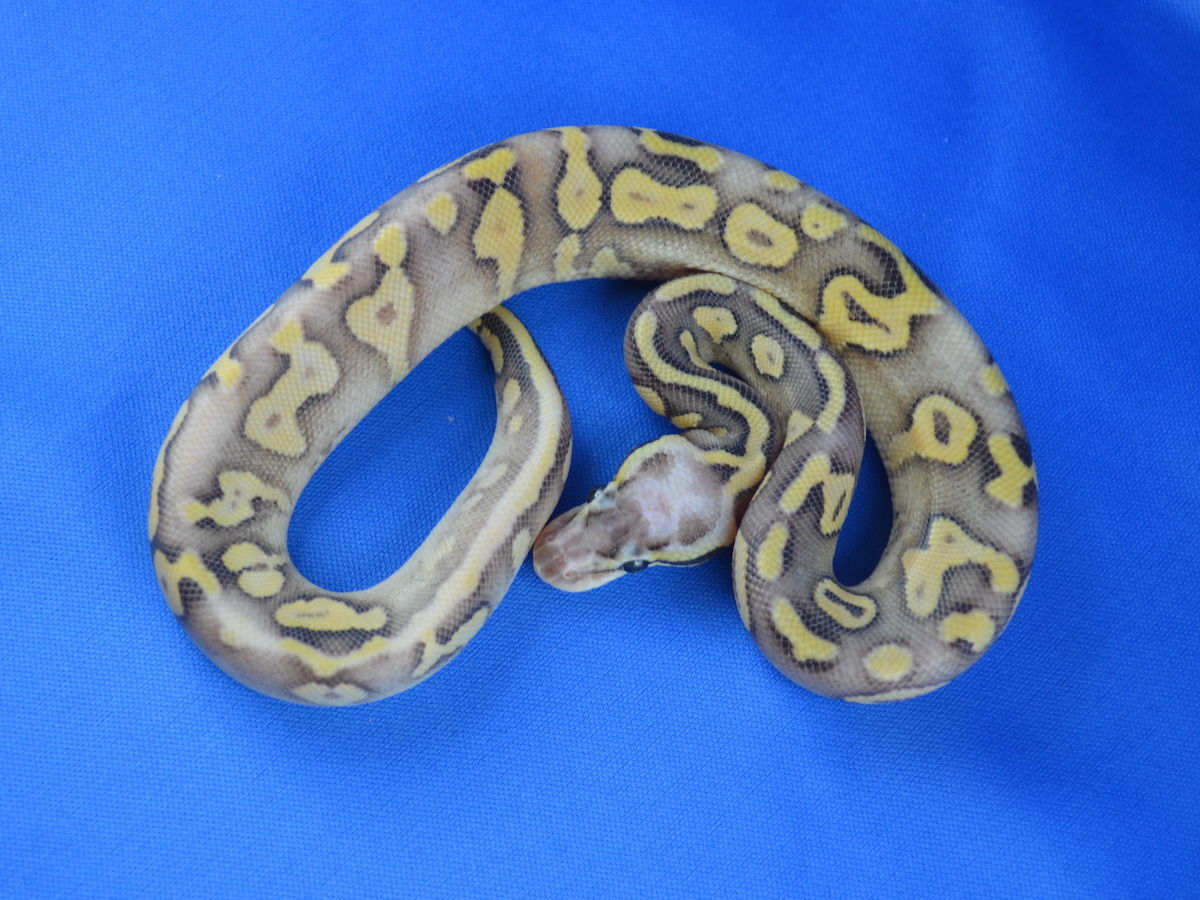 Genetic Banded Phantom Super Pastel Yellow Belly