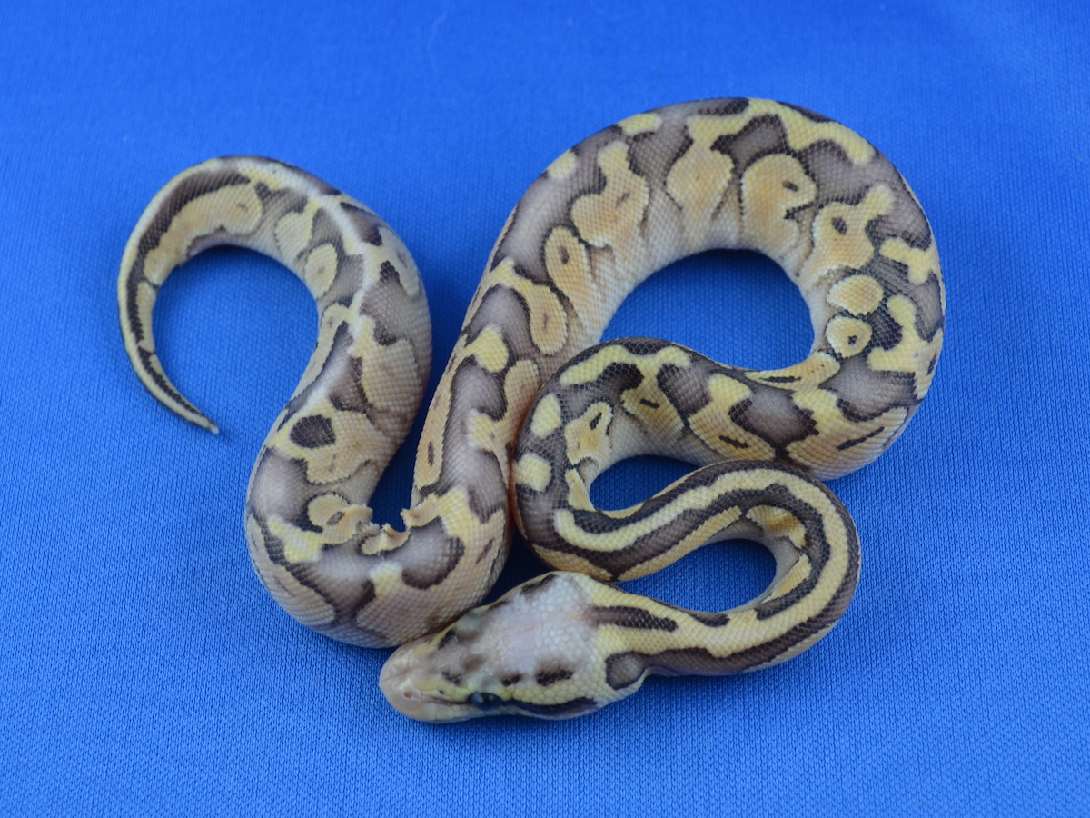 Genetic Banded Russo Het Leucistic Super Pastel Yellow Belly