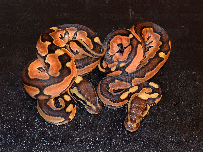 Genetic Black Back Cinnamon Enchi