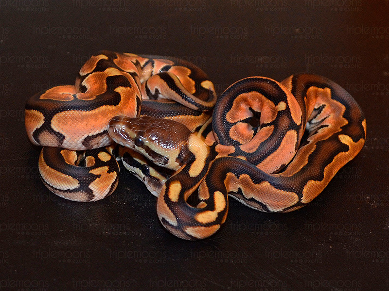 Genetic Black Back Cinnamon Enchi