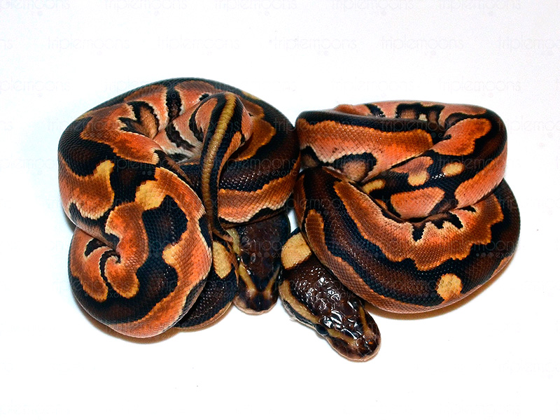 Genetic Black Back Cinnamon Enchi