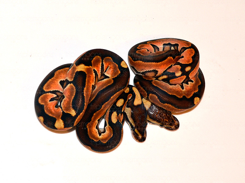 Genetic Black Back Cinnamon Enchi