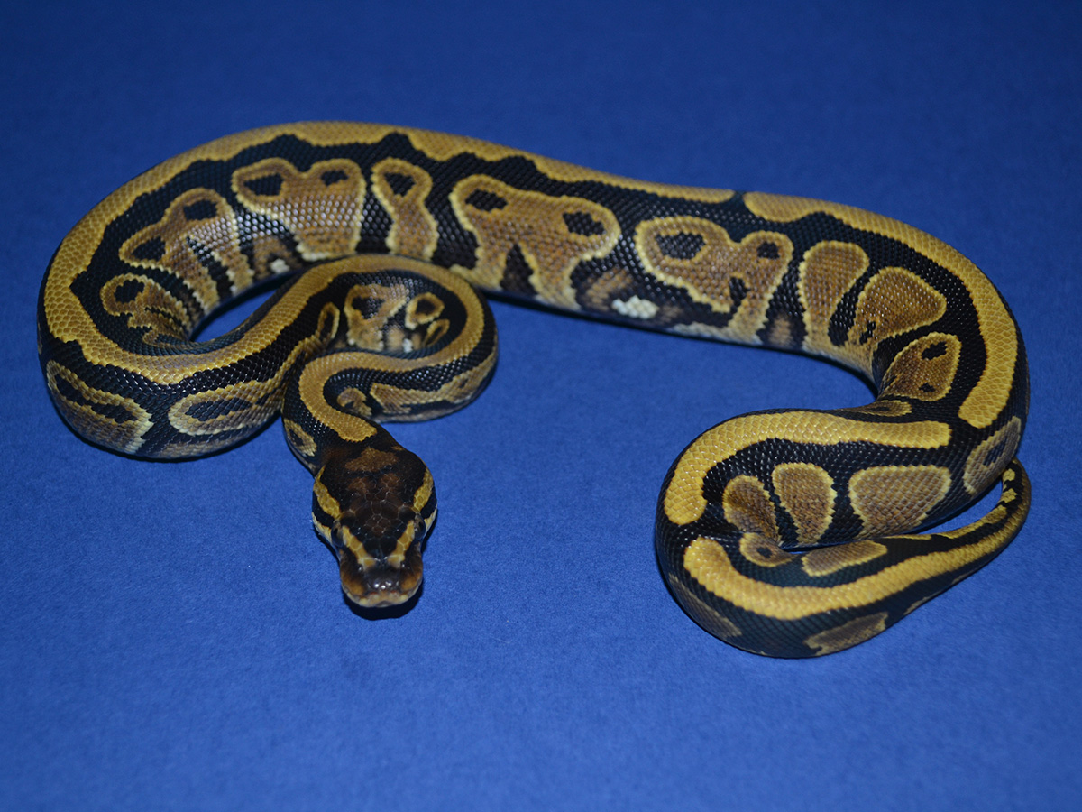 Genetic Black Back Vanilla Yellow Belly