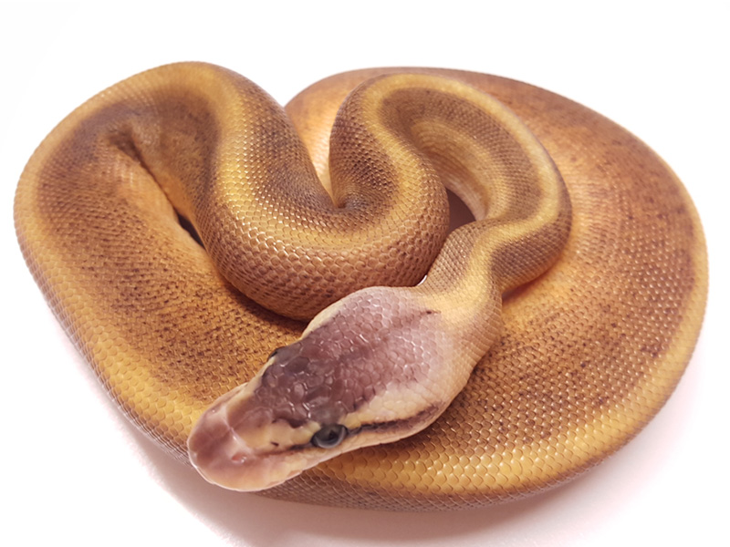 Genetic Stripe Ghi Pastel