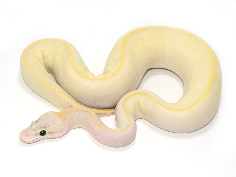 Genetic Stripe Ivory Pastel