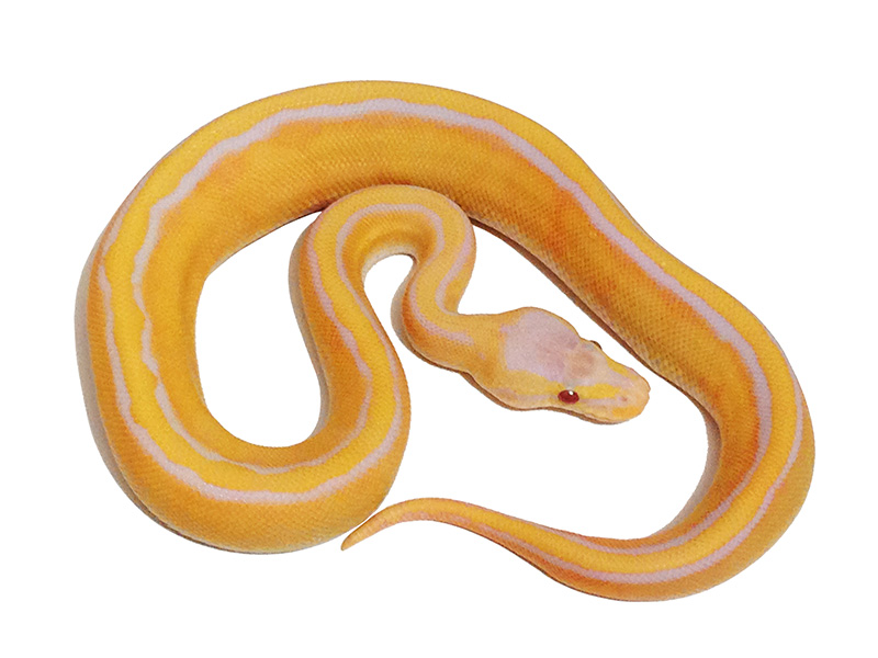 Genetic Stripe Lavender Albino Pastel