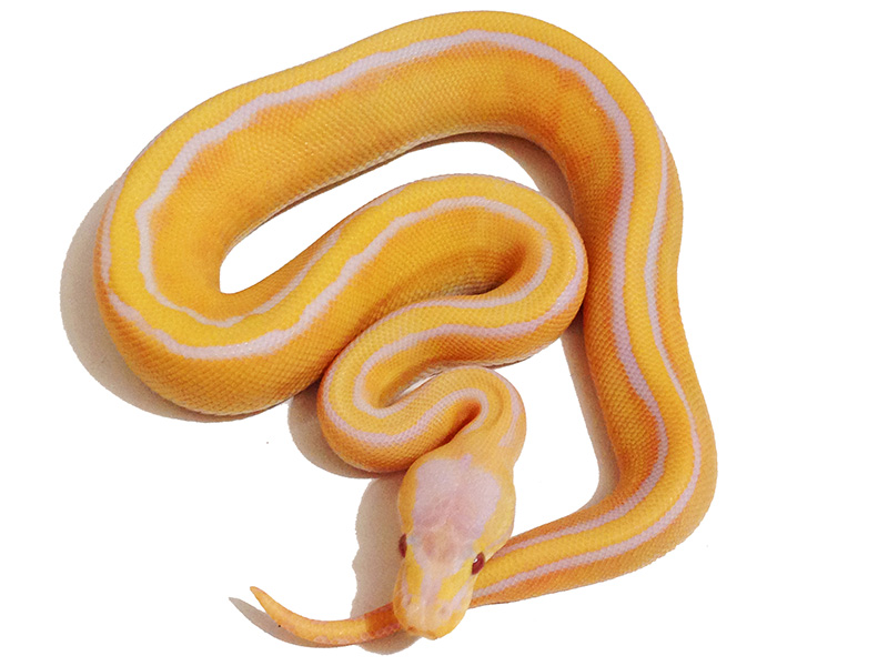 Genetic Stripe Lavender Albino Pastel