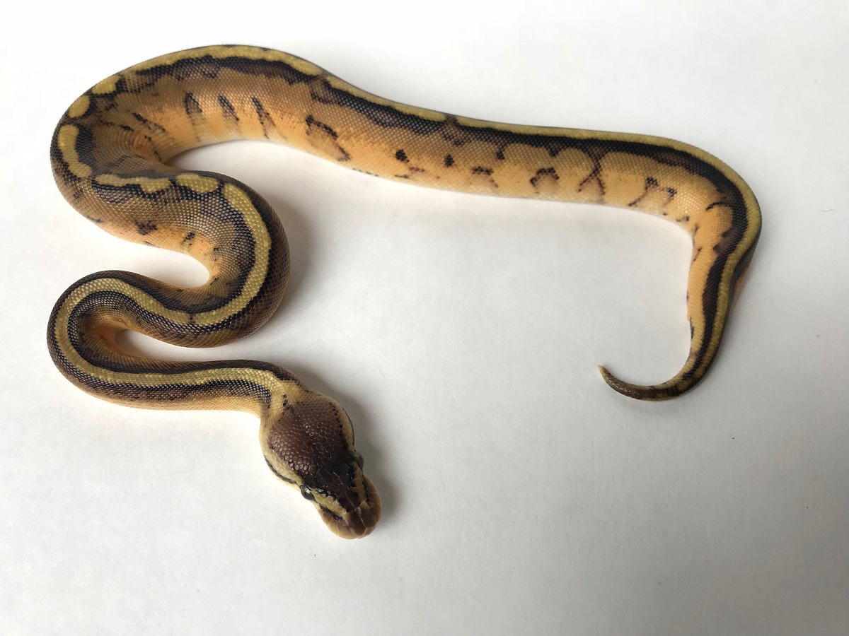 Genetic Stripe Leopard Pastel