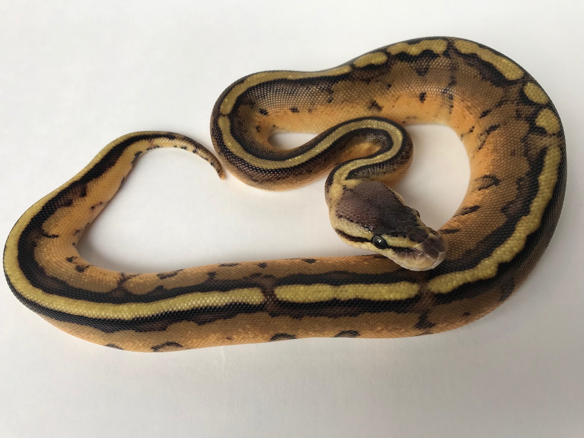 Genetic Stripe Leopard Pastel