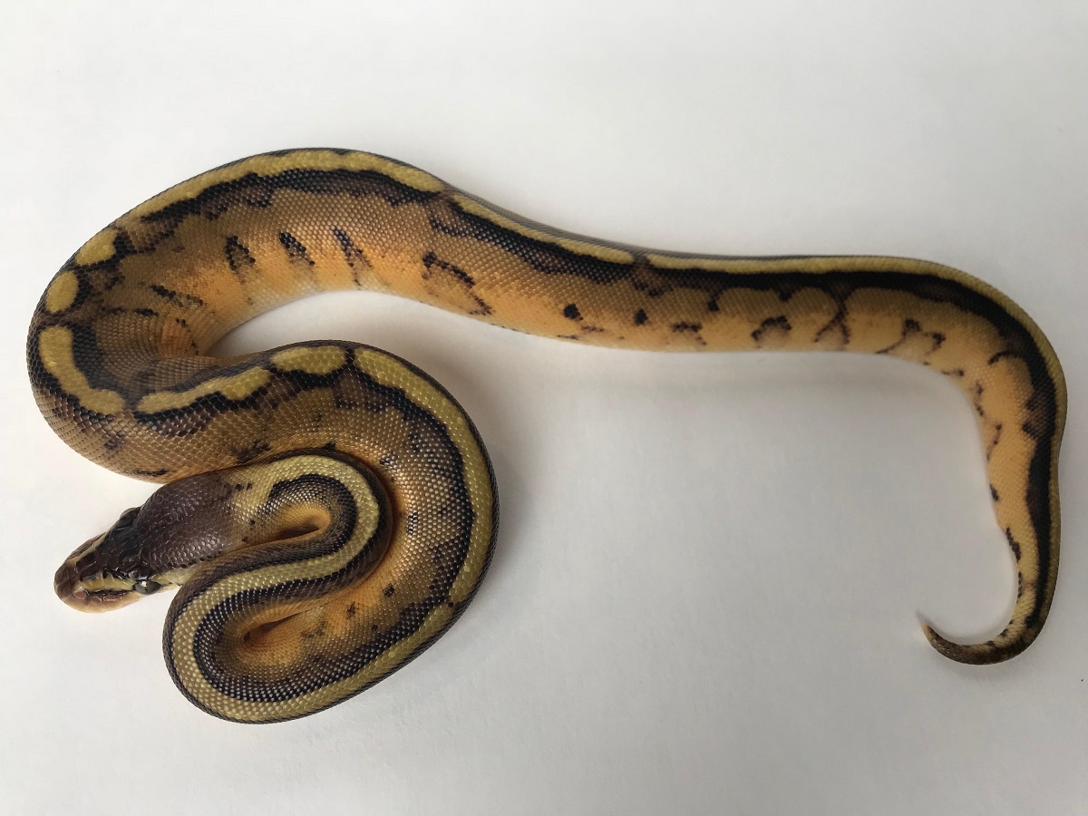 Genetic Stripe Leopard Pastel