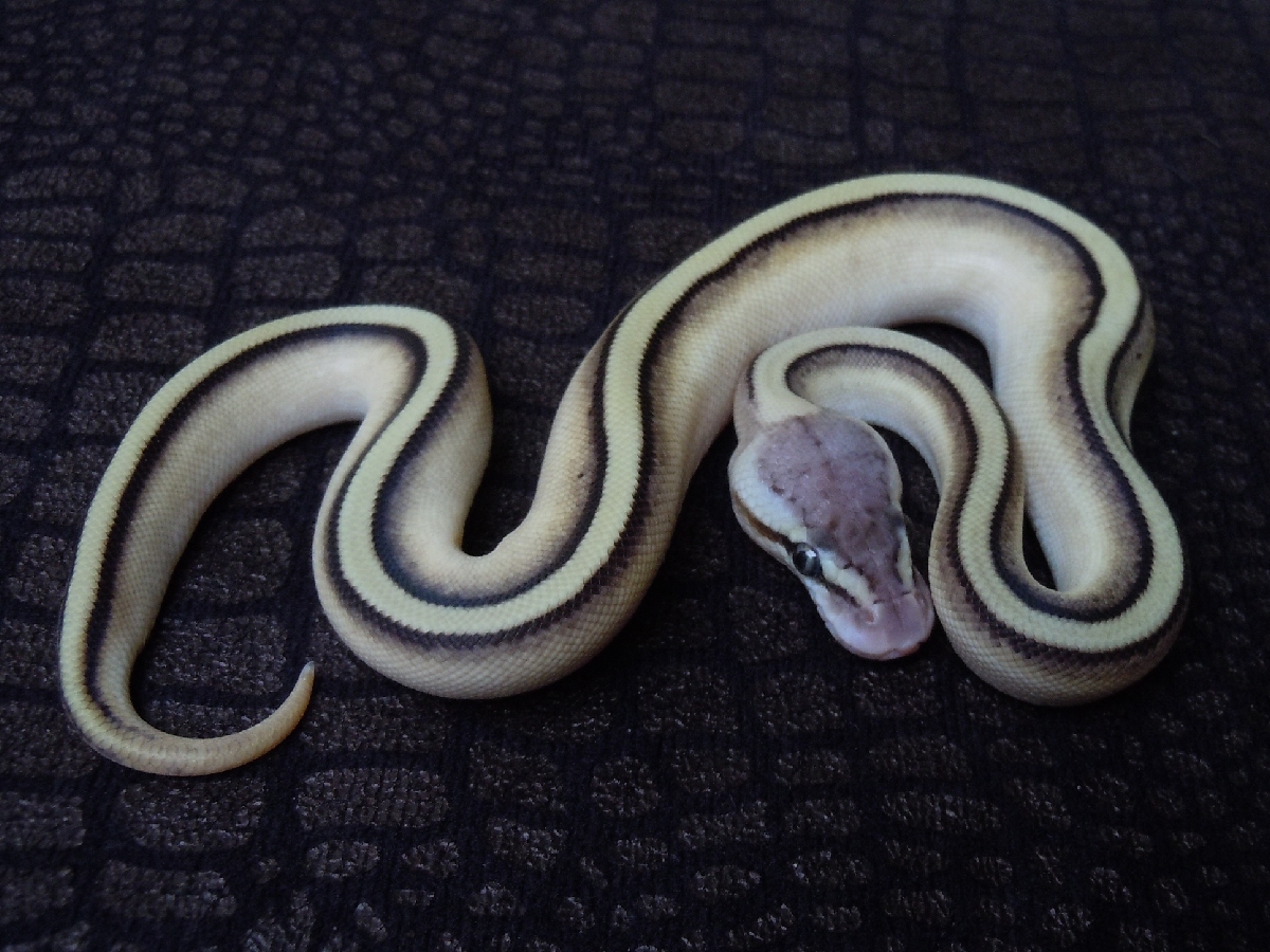 Genetic Stripe Lesser Pastel Yellow Belly