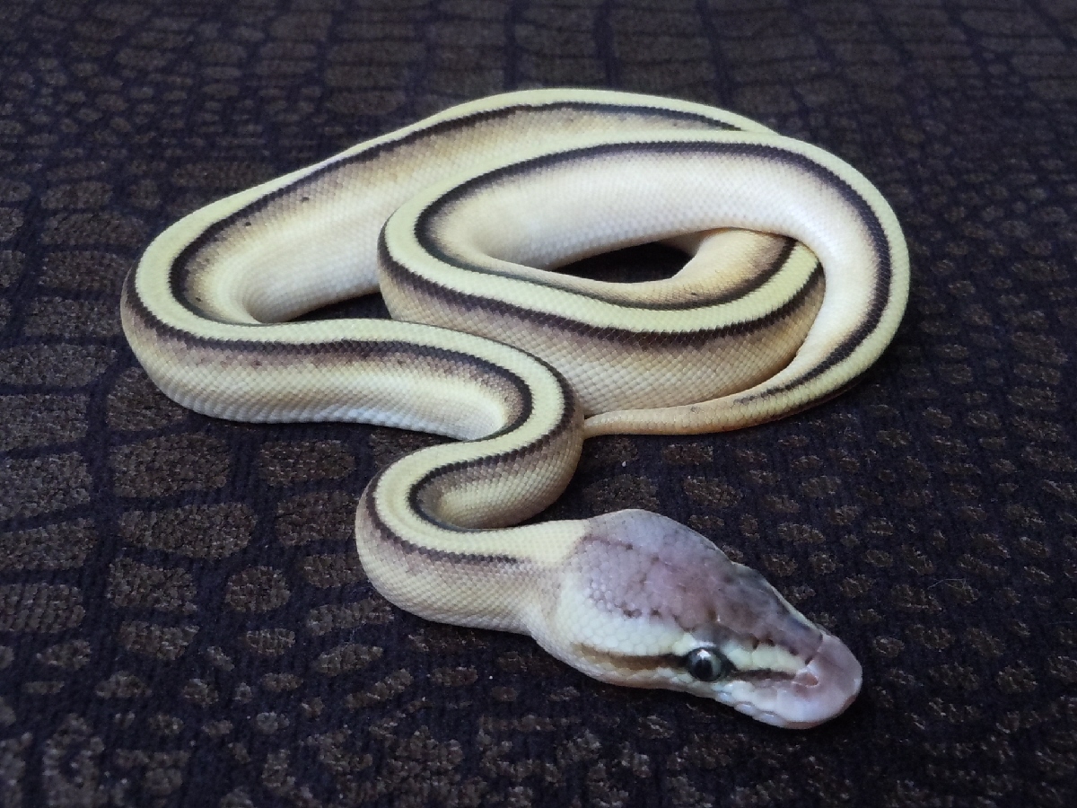 Genetic Stripe Lesser Pastel Yellow Belly