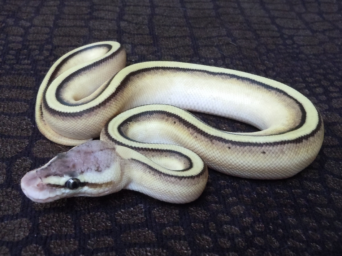 Genetic Stripe Lesser Pastel Yellow Belly