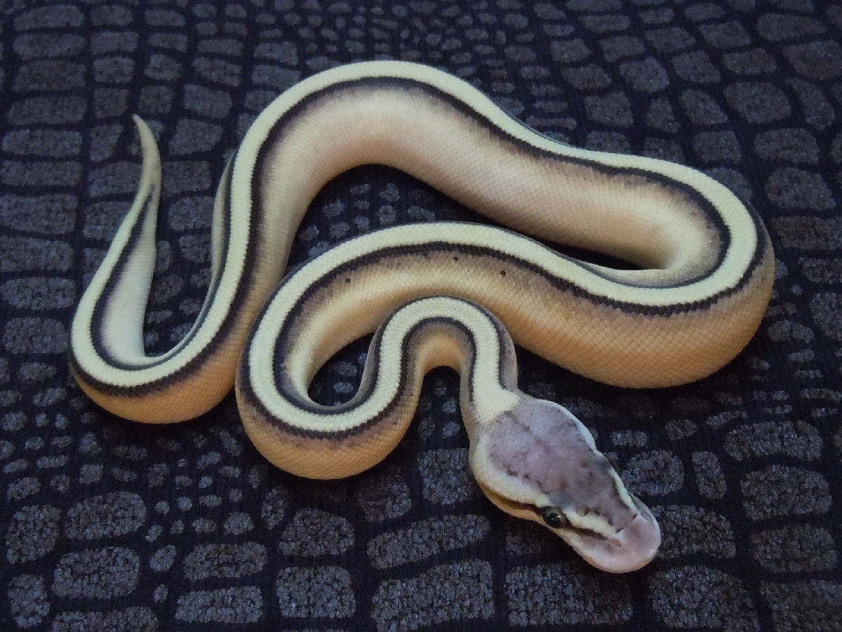 Genetic Stripe Lesser Pastel Yellow Belly