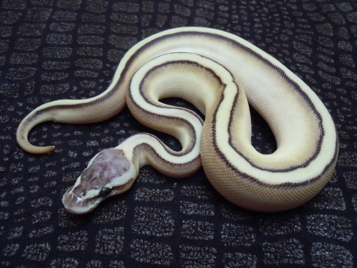 Genetic Stripe Lesser Pastel