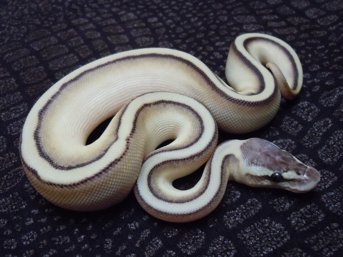 Genetic Stripe Lesser Pastel