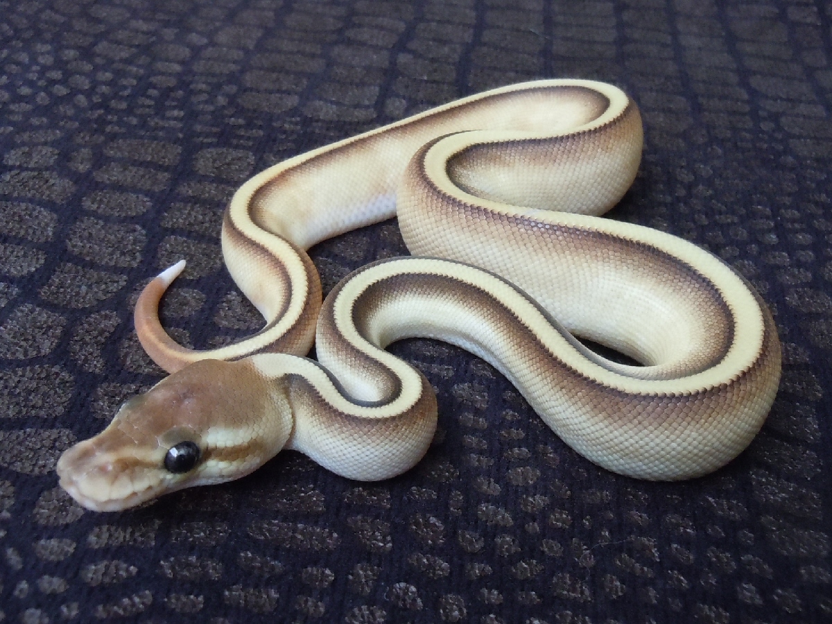 Genetic Stripe Lesser Yellow Belly