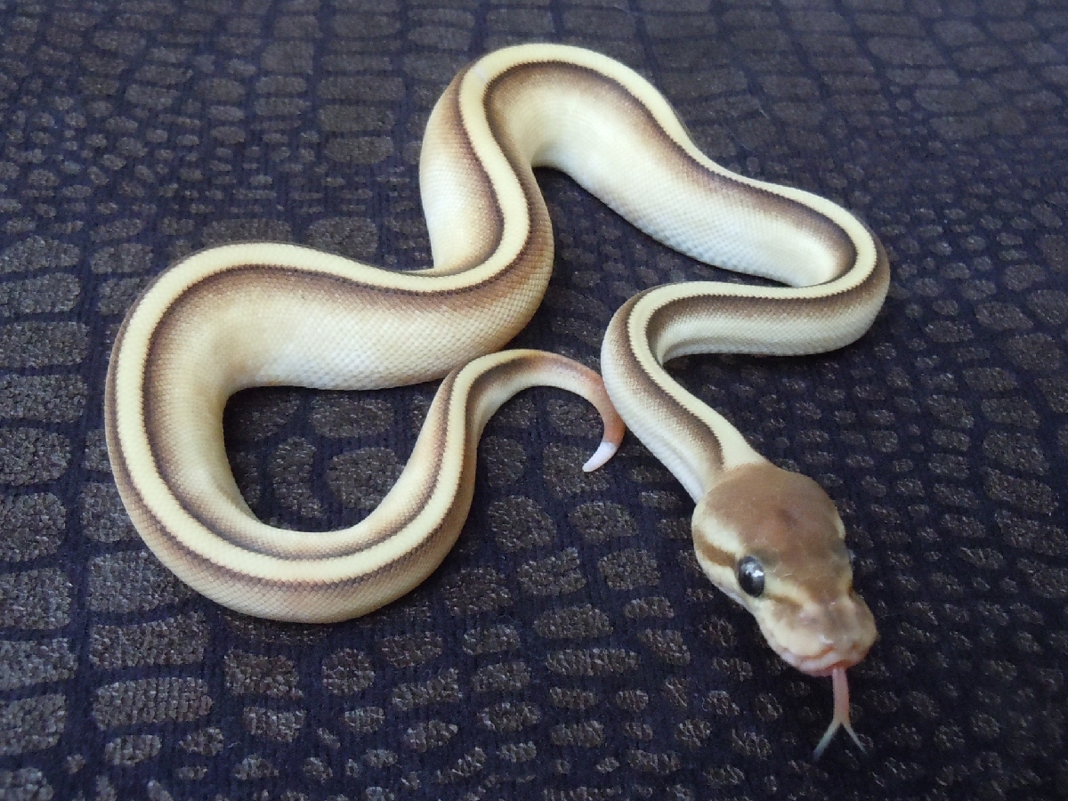 Genetic Stripe Lesser Yellow Belly