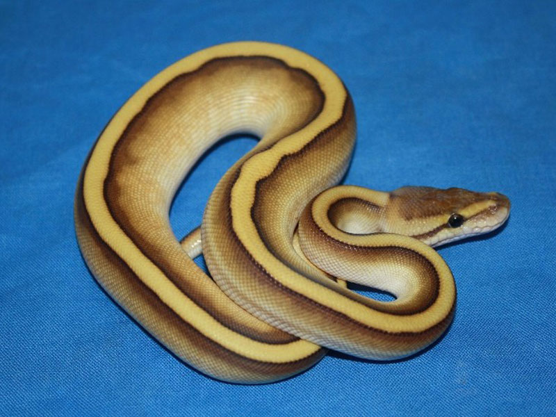 Genetic Stripe Lesser