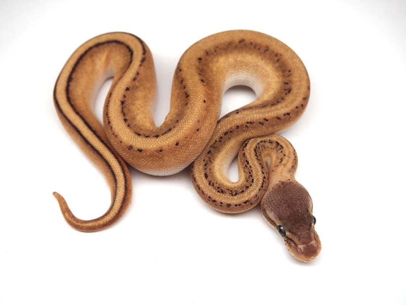 Genetic Stripe Mojave Pastel