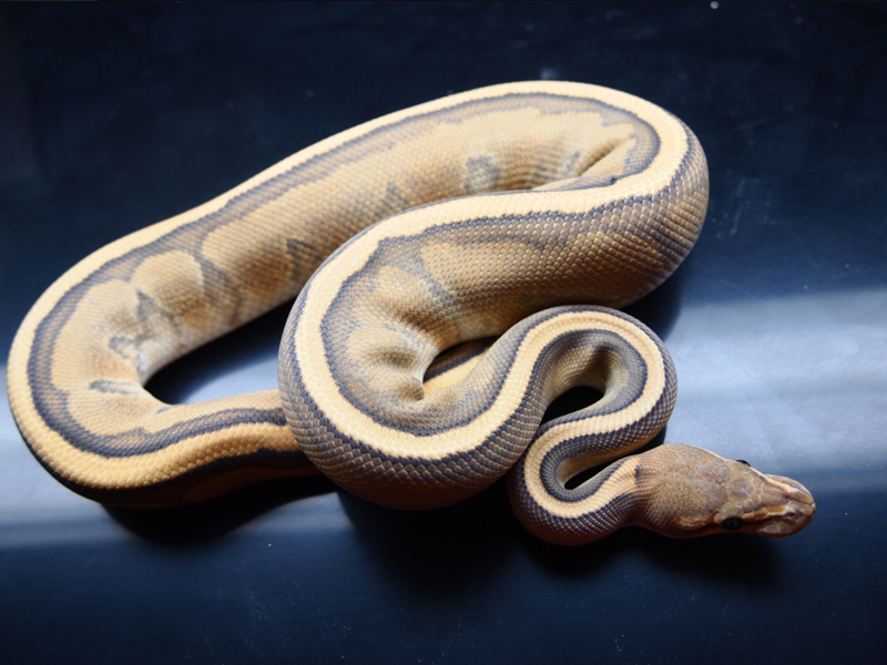 Genetic Stripe Orange Ghost