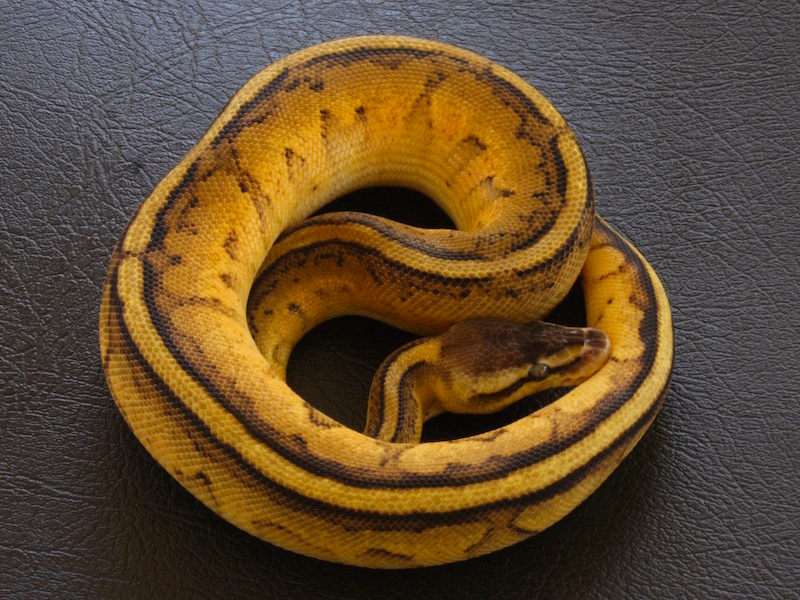Genetic Stripe Pastel Yellow Belly