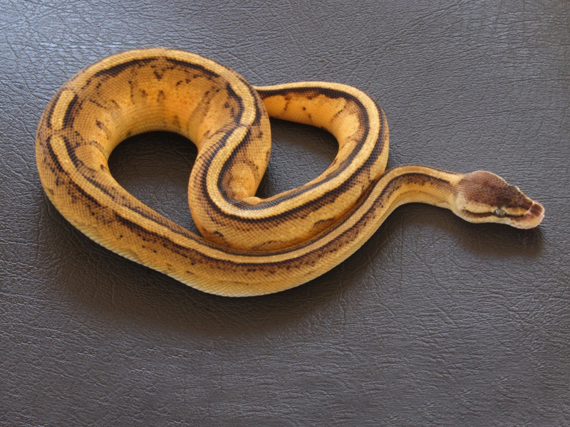 Genetic Stripe Pastel Yellow Belly