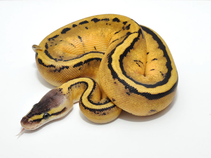 Genetic Stripe Pastel