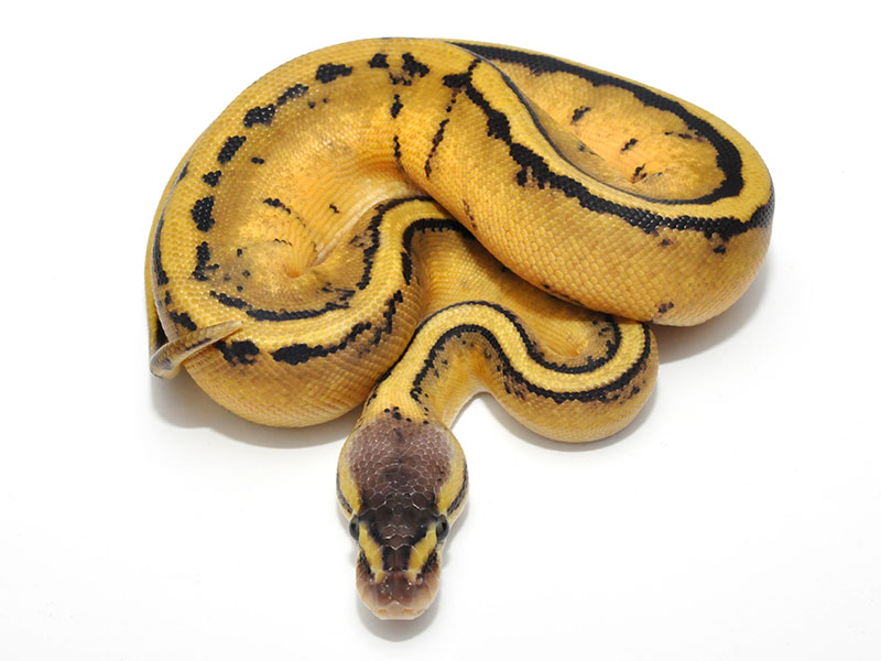 Genetic Stripe Pastel