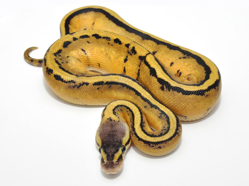 Genetic Stripe Pastel