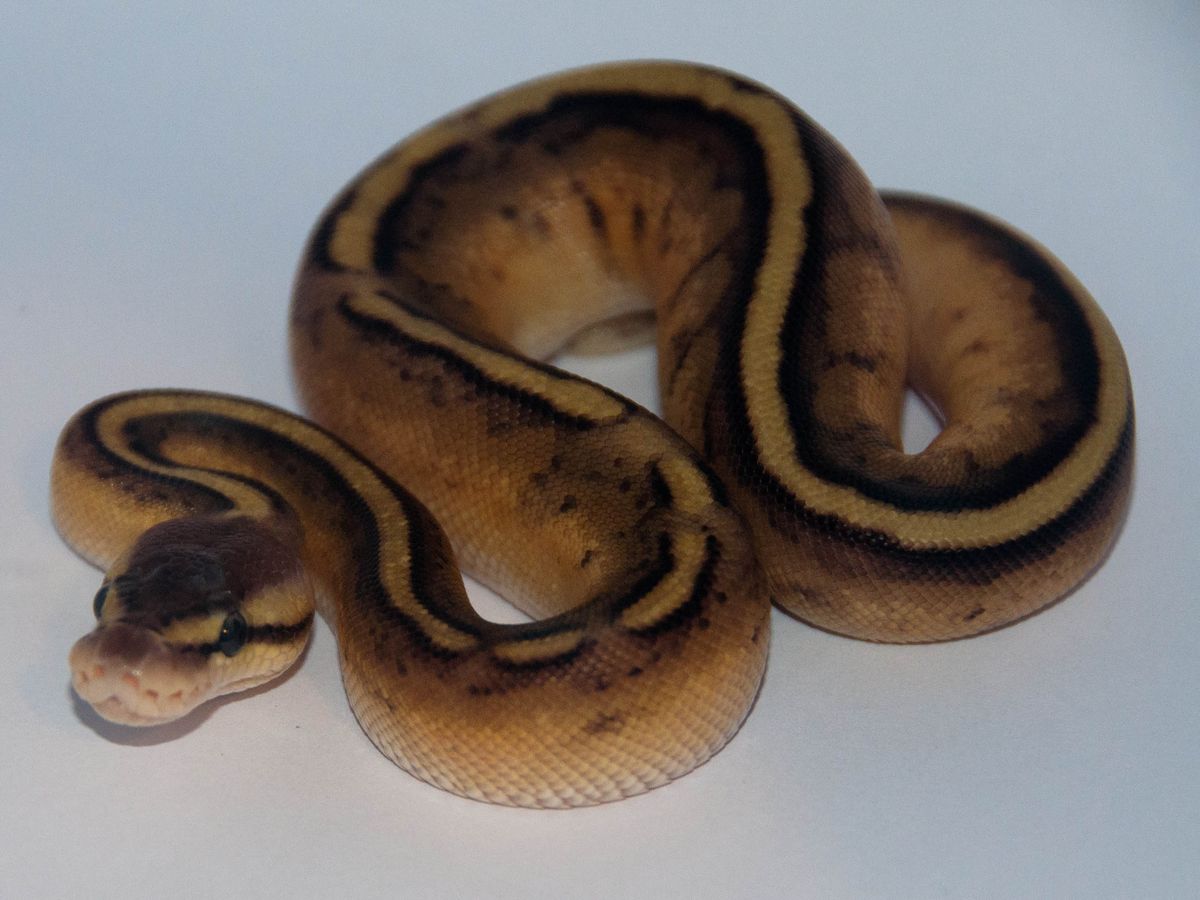 Genetic Stripe Pastel