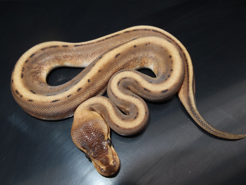 Genetic Stripe Pinstripe - Morph List - World of Ball Pythons